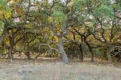 242 Model T Road Blanco TX 78606