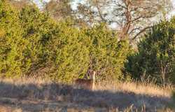 242 Model T Road Blanco TX 78606