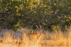 242 Model T Road Blanco TX 78606