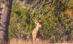 242 Model T Road Blanco TX 78606