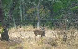 242 Model T Road Blanco TX 78606