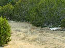 242 Model T Road Blanco TX 78606