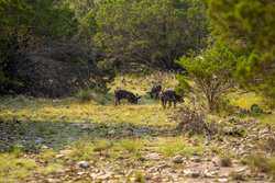 Junction TX
