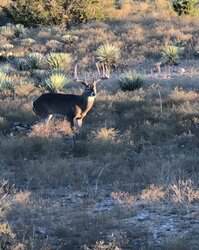 Brady TX 76825