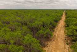Pearsall TX 78061