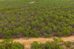 Pearsall TX 78061