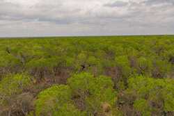 Pearsall TX 78061
