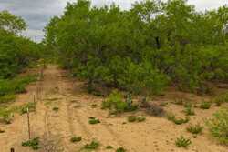 Pearsall TX 78061