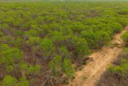 Pearsall TX 78061