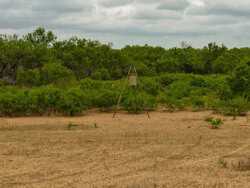 Pearsall TX 78061