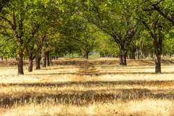 384 Kc 3121 Junction TX 76849