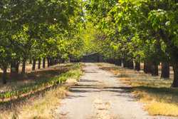 384 Kc 3121 Junction TX 76849