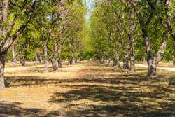 384 Kc 3121 Junction TX 76849