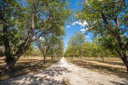 384 Kc 3121 Junction TX 76849