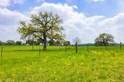 243 County Road 442 Harwood TX 78632