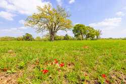 243 County Road 442 Harwood TX 78632