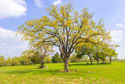 243 County Road 442 Harwood TX 78632