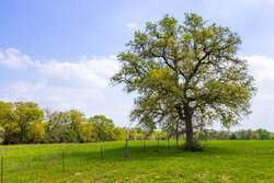 243 County Road 442 Harwood TX 78632