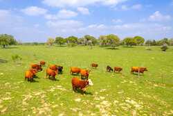 243 County Road 442 Harwood TX 78632