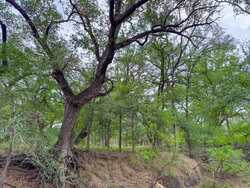 Tbd 1581 Dilley TX 78017