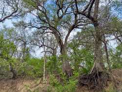 Tbd 1581 Dilley TX 78017