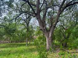 Tbd 1581 Dilley TX 78017