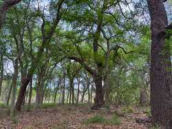 Tbd 1581 Dilley TX 78017