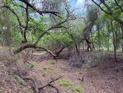 Tbd 1581 Dilley TX 78017
