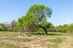 Tbd 1581 Dilley TX 78017
