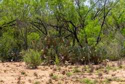 Tbd 1581 Dilley TX 78017