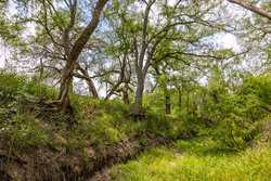 Tbd 1581 Dilley TX 78017