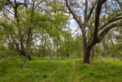 Tbd 1581 Dilley TX 78017