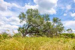 Tbd 1581 Dilley TX 78017