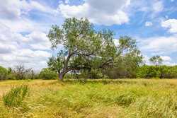 Tbd 1581 Dilley TX 78017