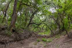 Tbd 1581 Dilley TX 78017