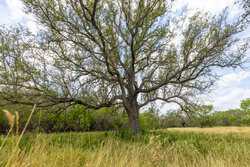 Tbd 1581 Dilley TX 78017