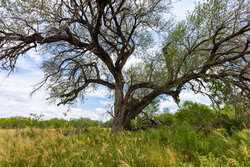 Tbd 1581 Dilley TX 78017