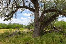 Tbd 1581 Dilley TX 78017