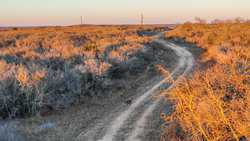 Devine TX