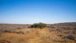 Devine TX