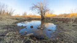 Devine TX