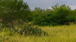 TBD Us Highway 83 New Falcon TX 78564