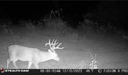 Pearsall TX 78061