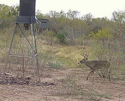 Pearsall TX 78061