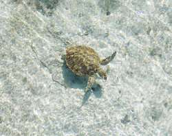 Abaco BS