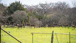 Spring Branch TX
