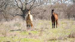 Spring Branch TX