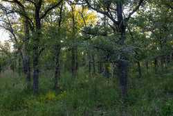 6562 Cross Road Seguin TX 78155