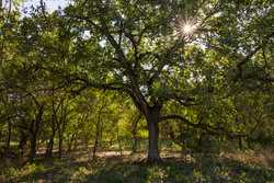 6562 Cross Road Seguin TX 78155