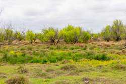 Fm 1668 Crystal City TX